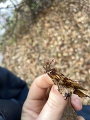 Collybiopsis quercophila