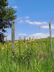 Oenothera stricta