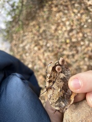 Collybiopsis quercophila