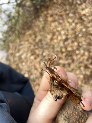 Collybiopsis quercophila