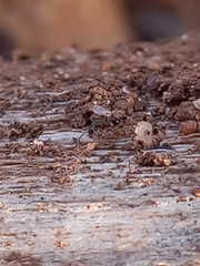 Pheidole megacephala