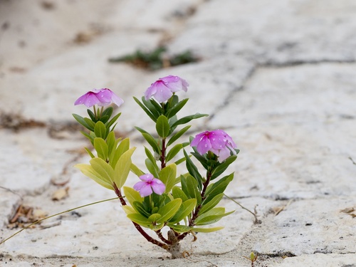 Catharanthus roseus