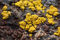 Candelariella rosulans