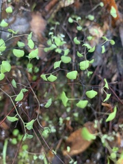 Adiantum jordanii