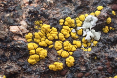 Candelariella rosulans