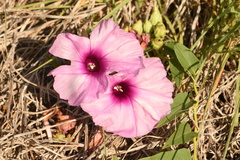 Ipomoea shumardiana