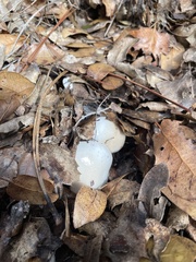 Hygrophorus occidentalis