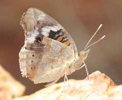 Junonia oenone