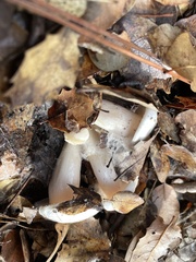 Hygrophorus occidentalis