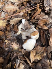Hygrophorus occidentalis