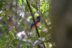 Trogon surrucura