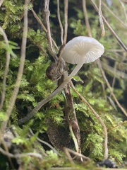 Marasmius calhouniae
