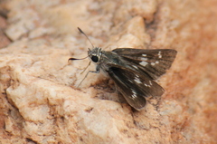 Pelopidas mathias
