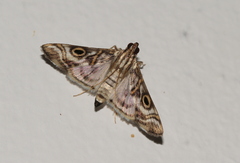 Dysallacta megalopa