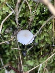 Marasmius calhouniae