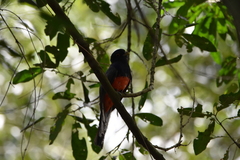 Trogon surrucura