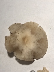 Clitocybe deceptiva