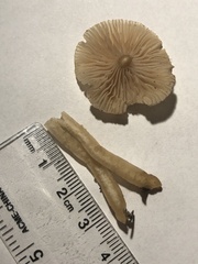Clitocybe deceptiva