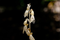 Epipogium roseum