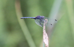 Trithemis furva