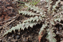 Eulobus californicus