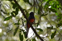 Trogon surrucura