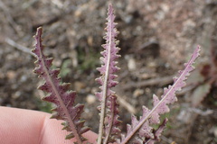 Eulobus californicus