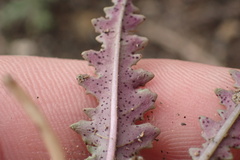 Eulobus californicus