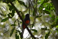 Trogon surrucura