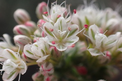 Eriogonum fasciculatum polifolium