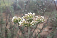 Eriogonum fasciculatum polifolium