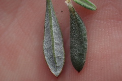 Eriogonum fasciculatum polifolium