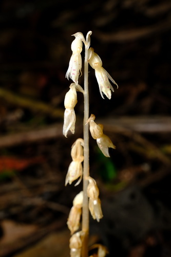 Image of Epipogium roseum by (c) Peter Crowcroft, some rights reserved (CC BY)