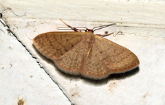Idaea uniformis