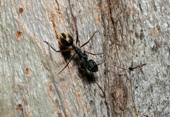 Camponotus suffusus bendigensis