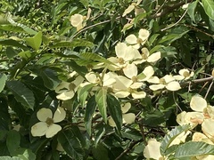 Cornus capitata