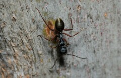 Camponotus suffusus bendigensis