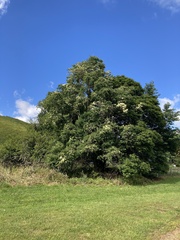 Cornus capitata