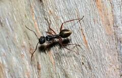 Camponotus suffusus bendigensis