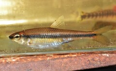 Notropis chalybaeus