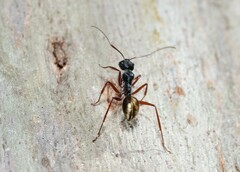 Camponotus suffusus bendigensis