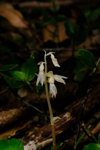 Image of Epipogium roseum by (c) Peter Crowcroft, some rights reserved (CC BY)