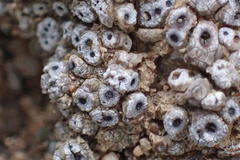Acarospora thelococcoides