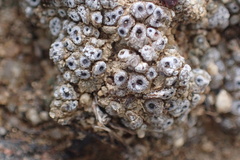 Acarospora thelococcoides