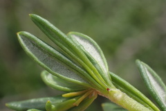 Eriogonum fasciculatum foliolosum