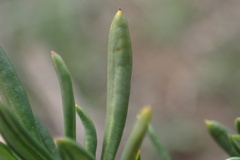 Eriogonum fasciculatum foliolosum