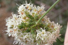 Eriogonum fasciculatum foliolosum