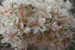 Eriogonum fasciculatum foliolosum