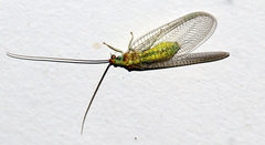 Italochrysa