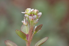 Lepidium nitidum